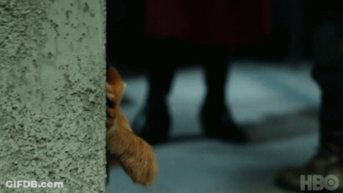 Cat Peeking From Behind Wall With HBO GIF