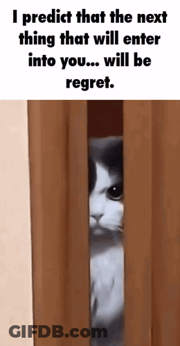 Cat Peeking From Curtain Says I Predict Regret GIF