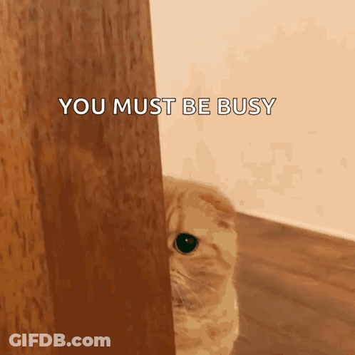 Cat Peeking Out Behind Door Must Be Busy GIF