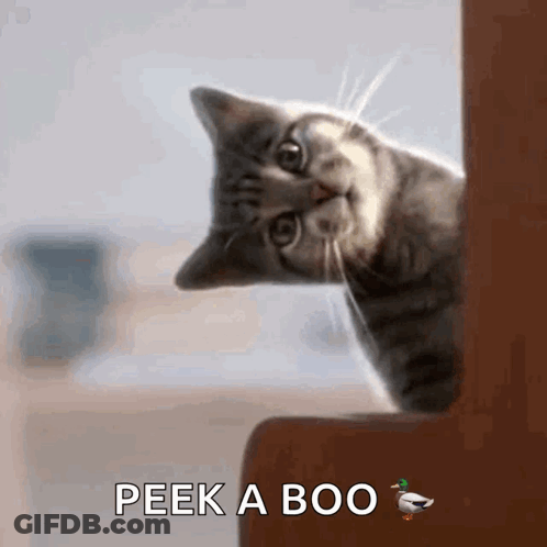 Cat Peeking Out Of Door Saying Peek A Boo GIF