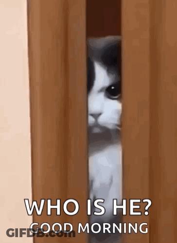Cat Peeking Out Of Wooden Door Asking Who Is Good Morning GIF