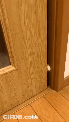 Cat Peeking Out Wooden Door Saying Hi GIF