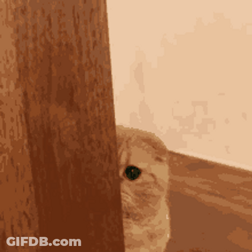 Cat Peeking Through The Door GIF
