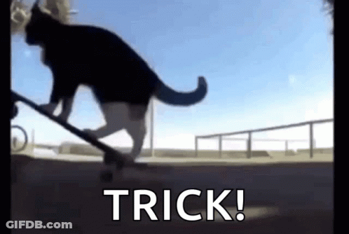 Cat Performing Trick On Skateboard GIF