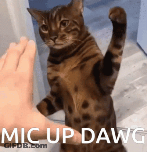Cat Petted By Foot Mic Up Dawg GIF