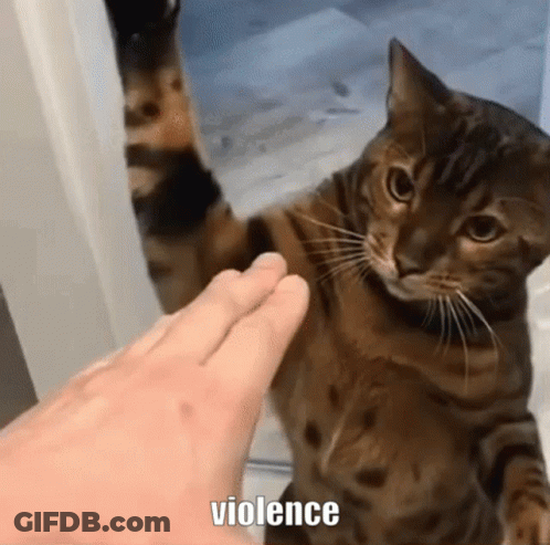 Cat Petted By Hand Looking At Camera GIF