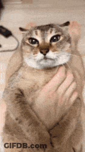 Cat Petted Looking At Camera GIF