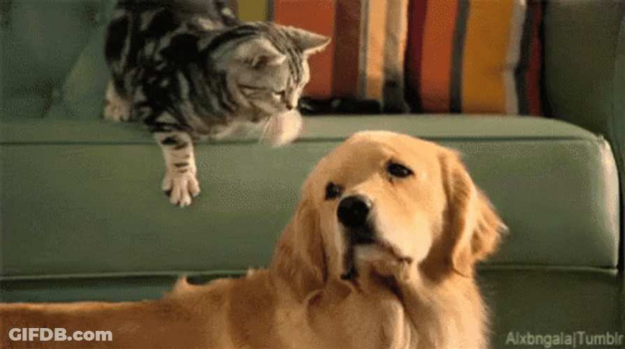 Cat Petting Big Dog GIF