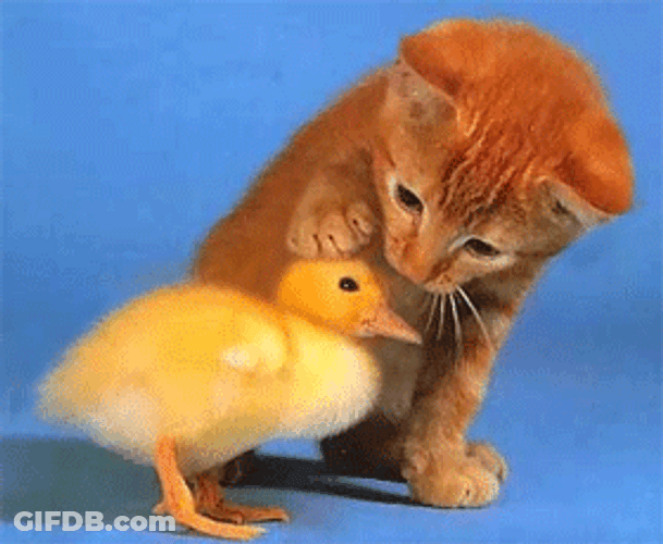Cat Petting Duck To Poop GIF