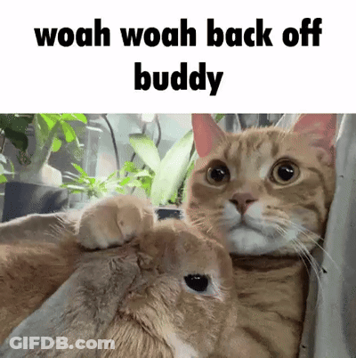 Cat Petting Rabbit Saying Woah Woah Back Off Buddy GIF