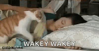 Cat Petting Sleeping Woman Saying Wakey Wakey GIF