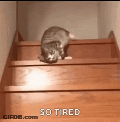 Cat Petting Woman's Face GIF