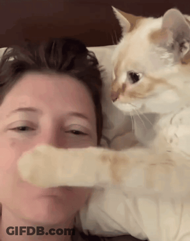 Cat Petting Woman's Face GIF