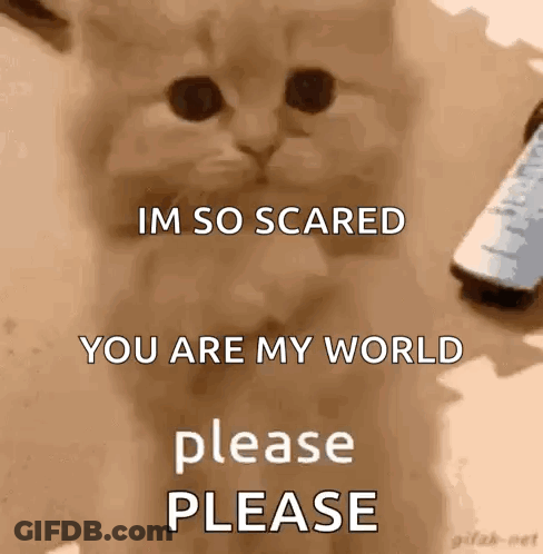 Cat Phone Im So Scared You Are My World Please Please GIF