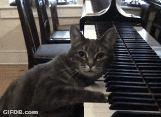 Cat Piano Playing Slowly GIF
