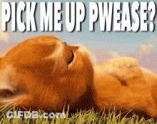 Cat Pick Me Up GIF