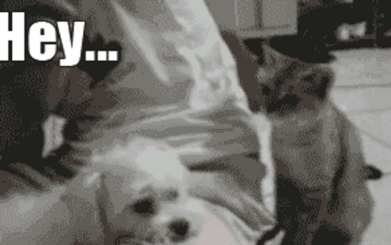 Cat Pimp Slap Five Fingers GIF