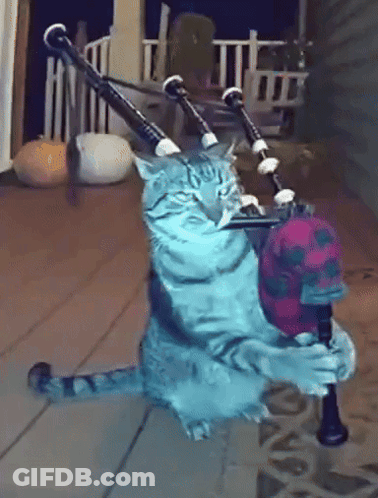 Cat Playing Bagpipe With Skull GIF