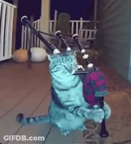 Cat Playing Bagpipes With Hat GIF
