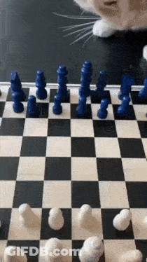 Cat Playing Chess GIF