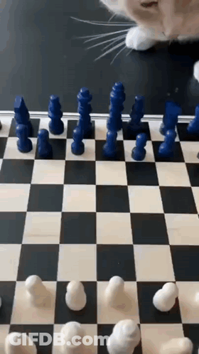 Cat Playing Chess GIF