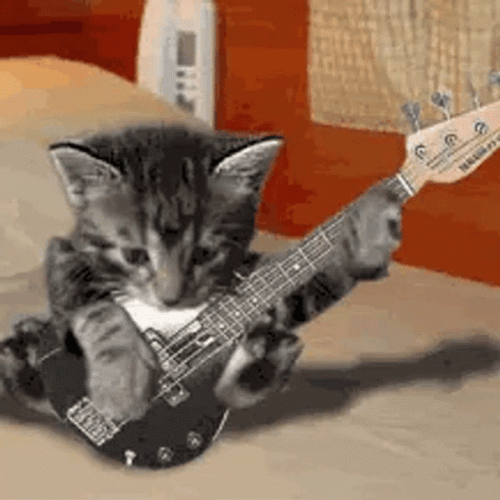 Cat Playing Electric Guitar GIF