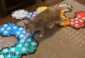 Cat Playing Game On Carpet GIF