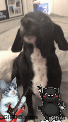 Cat Playing Guitar Next To Dog And Black Cat GIF