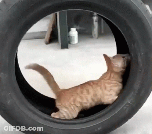 Cat Playing In Tire Swing GIF