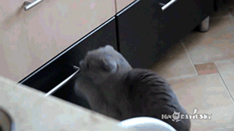 Cat Playing Innocent GIF