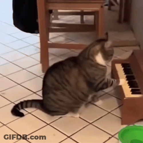 Cat Playing Mini Piano GIF