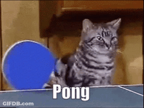 Cat Playing Ping Pong With Blue Paddle GIF