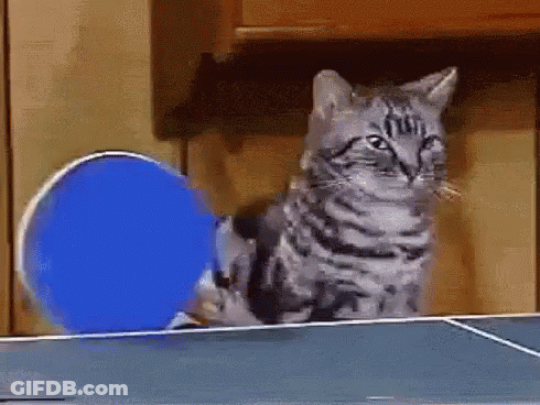 Cat Playing Ping Pong With Blue Racket GIF