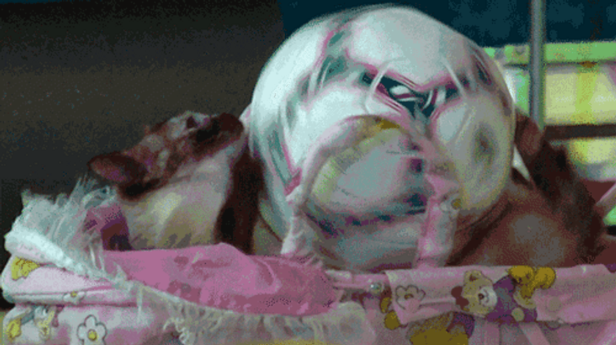 Cat Playing Soccer Ball GIF