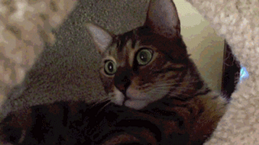 Cat Playing Tease Game GIF