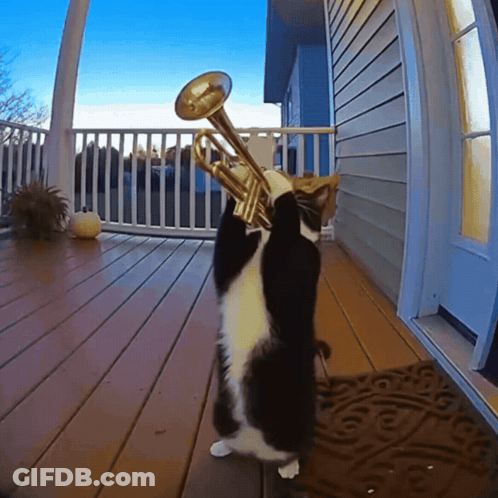 Cat Playing Trumpet On Porch GIF