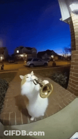 Cat Playing Trumpet GIF