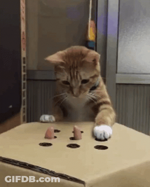 Cat Playing Wack On Hole GIF