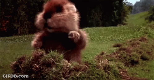 Cat Playing Whack-A-Kitty GIF