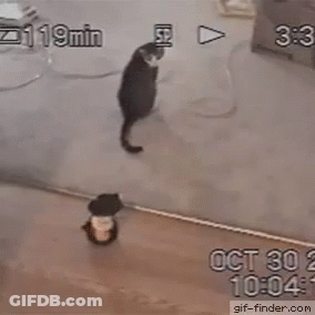 Cat Playing With Ball October 30 2012 GIF