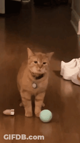 Cat Playing With Ball On Wooden Floor GIF