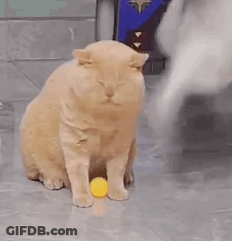 Cat Playing With Ball GIF