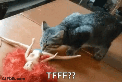 Cat Playing With Barbie Doll Asking Tfff GIF