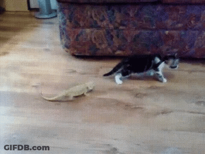 Cat Playing With Bearded Dragon GIF
