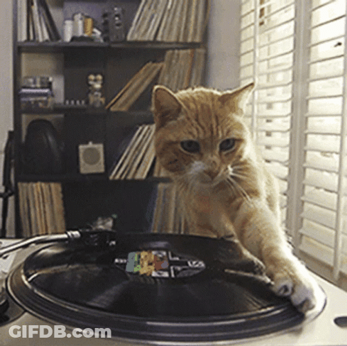 Cat Playing With Broken Record GIF