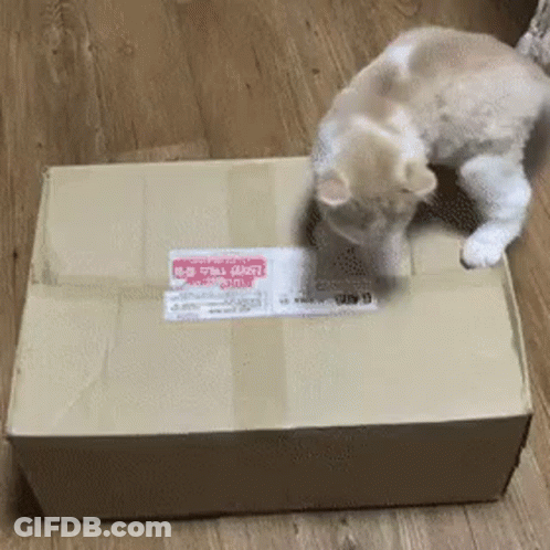 Cat Playing With Cardboard Box Saying A GIF