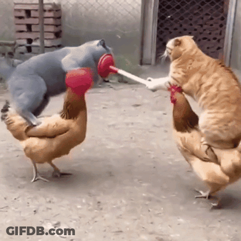 Cat Playing With Chicken GIF