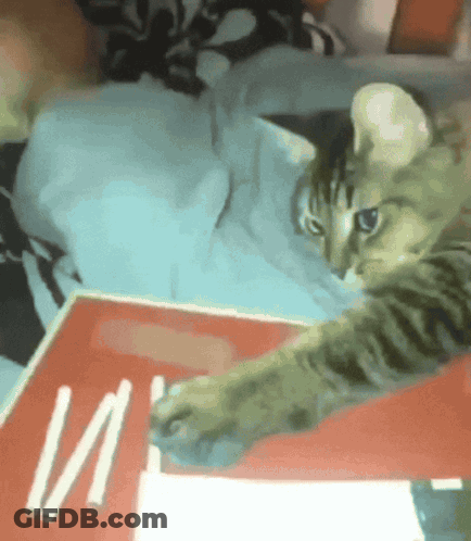 Cat Playing With Cigarette Box With Letters I And II GIF