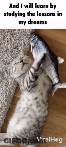 Cat Playing With Fish Saying And I Will Learn By Studying The Lessons In My Dreams GIF