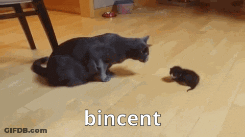 Cat Playing With Kitten GIF
